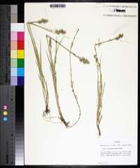 Carex albolutescens image