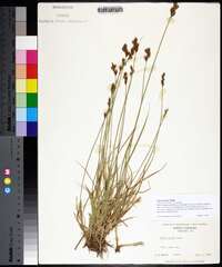 Carex foenea image