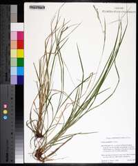 Carex aestivalis image