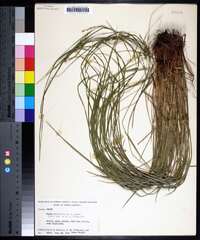 Carex aestivalis image