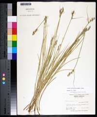 Carex albolutescens image