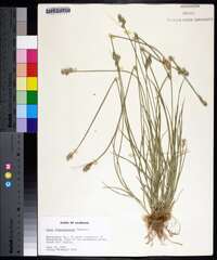 Carex albolutescens image