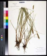 Carex annectens var. xanthocarpa image