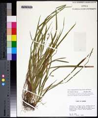 Carex cumberlandensis image