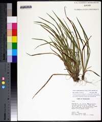 Carex cumberlandensis image