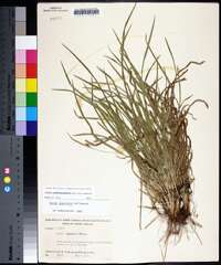 Carex cumberlandensis image