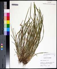 Carex cumberlandensis image