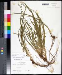 Carex cumberlandensis image