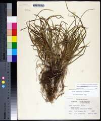 Carex cumberlandensis image