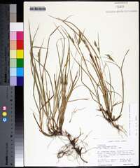 Carex dasycarpa image