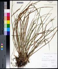 Carex dasycarpa image