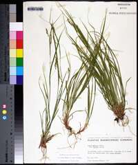 Carex debilis subsp. rudgei image