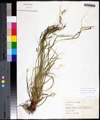 Carex debilis subsp. rudgei image