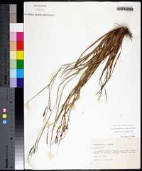 Carex debilis subsp. rudgei image