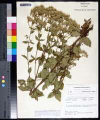 Eupatorium rotundifolium var. scabridum image