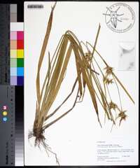 Carex lonchocarpa image