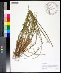 Carex ruthii image