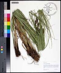 Carex decomposita image