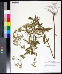 Eupatorium semiserratum image