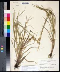 Carex tetrastachya image