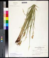 Carex tetrastachya image