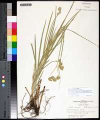 Carex tetrastachya image