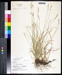 Carex bromoides image