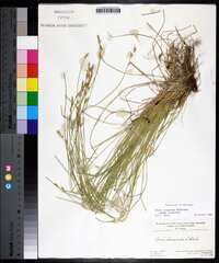 Carex bromoides image