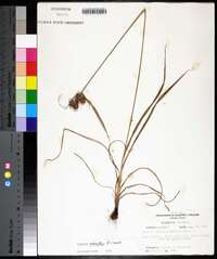 Cyperus echinatus image