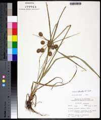 Cyperus echinatus image