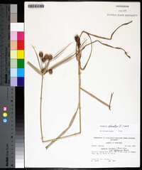 Cyperus echinatus image