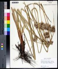 Cyperus entrerianus image