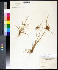 Cyperus filicinus image