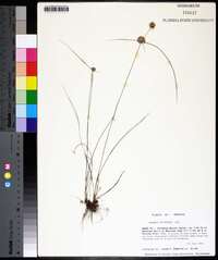 Cyperus filiculmis image