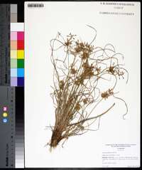 Cyperus flavescens image