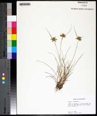 Cyperus flavescens image