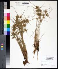 Cyperus flavescens image