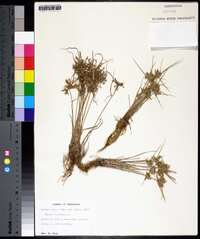 Cyperus flavescens image