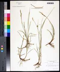 Carex meadii image