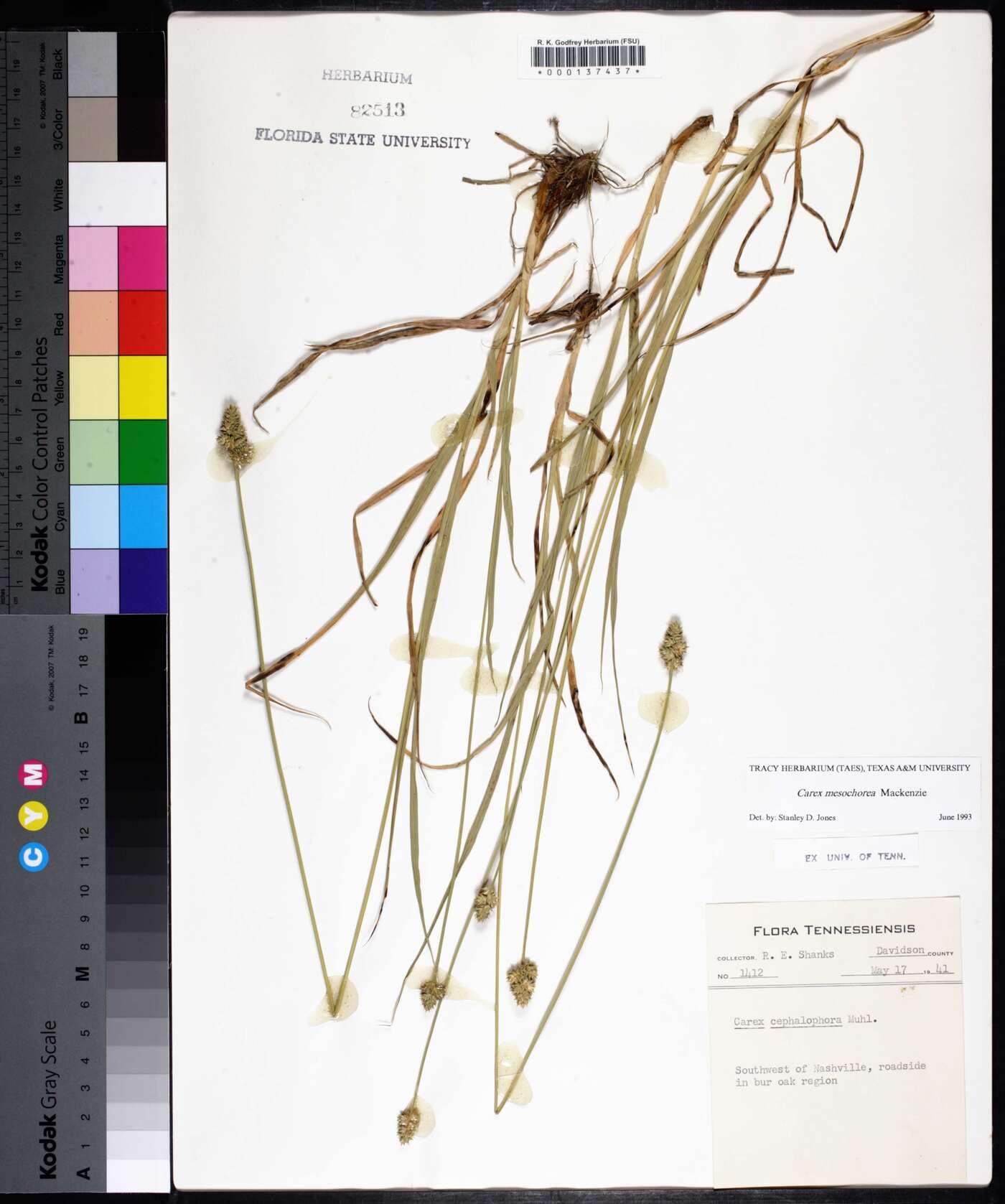 Carex mesochorea image