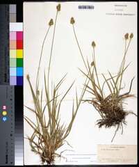 Carex mesochorea image