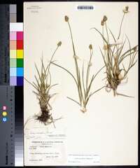 Carex mesochorea image