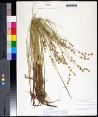 Carex echinata image