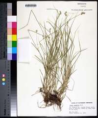 Carex normalis image