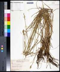 Carex normalis image