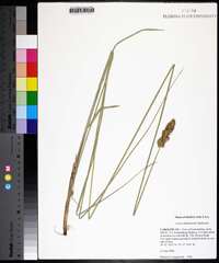 Carex oklahomensis image