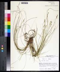 Carex atlantica subsp. capillacea image