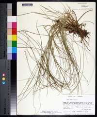 Carex atlantica subsp. capillacea image