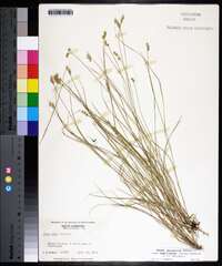 Carex atlantica subsp. capillacea image