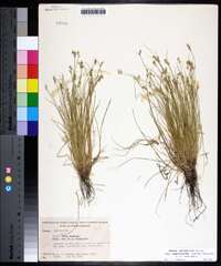 Carex atlantica subsp. capillacea image